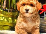 Party Colour Erkek Toy Poodle