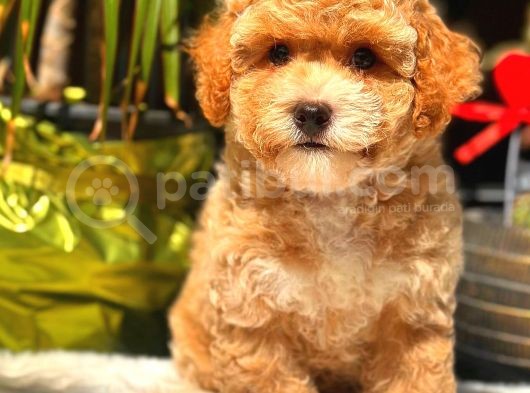 Party Colour Erkek Toy Poodle görsel