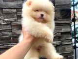 SÜPER KALİTE POMERANİAN BOO YAVRUMUZ