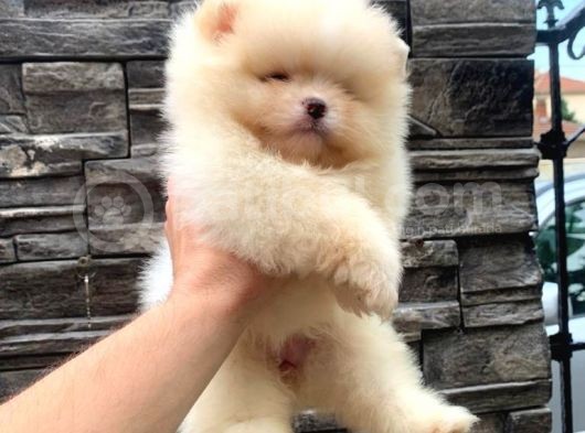 Süper Kali̇te Pomerani̇an Boo Yavrumuz