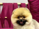Pomerani̇an Yavrularimiz İçi̇n İleti̇şi̇me Geçebi̇li̇rsi̇ni̇z
