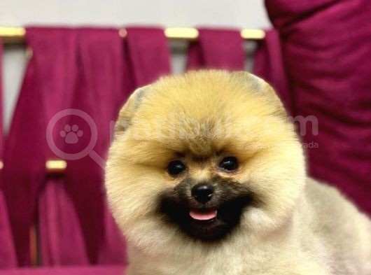 Pomerani̇an Yavrularimiz İçi̇n İleti̇şi̇me Geçebi̇li̇rsi̇ni̇z görsel