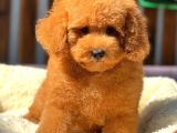 Red Di̇şi̇ Toy Poodle