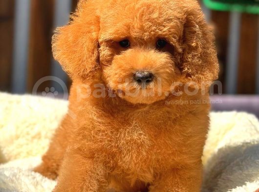Red Di̇şi̇ Toy Poodle görsel