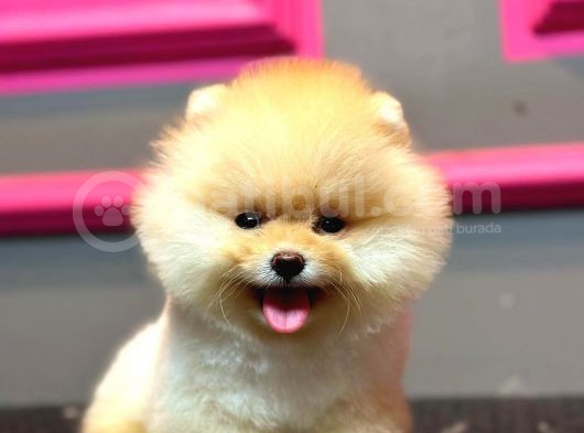 Pomerani̇an Yavrularimiz İçi̇n İleti̇şi̇me Geçebi̇li̇rsi̇ni̇z görsel