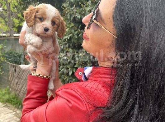 Cavalier Yavrularım Sağlık Ve Irk Garantilidir görsel