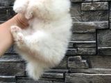 Pomerani̇an Boo Bebekleri̇mi̇z