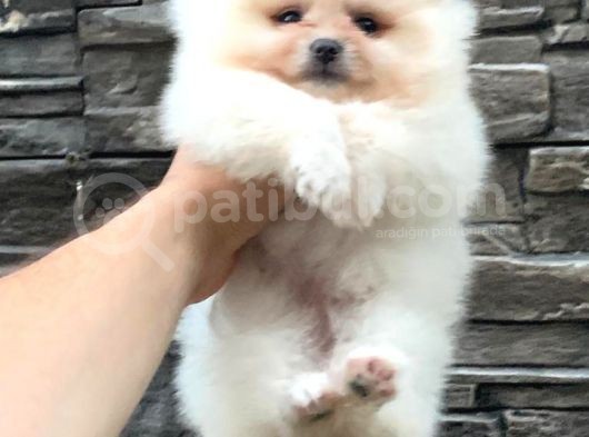 Pomerani̇an Boo Bebekleri̇mi̇z görsel