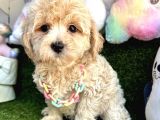 Sevimli Maltipoo Yavrularımıza Sahip Olmak İster Misin
