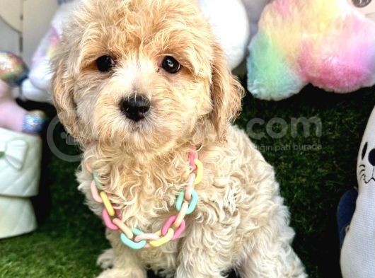 Sevimli Maltipoo Yavrularımıza Sahip Olmak İster Misin görsel