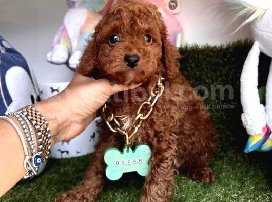 Sevimli Poodle Yavrularımıza Sahip Olmak İster Misin