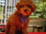 RED ERKEK TOY POODLE