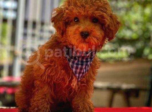 Red Erkek Toy Poodle