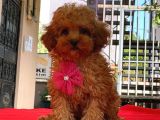 RED DİŞİ MİNİ BOY TOY POODLE