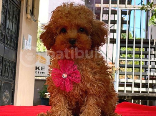 Red Di̇şi̇ Mi̇ni̇ Boy Toy Poodle