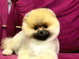 Pomerani̇an Yavrularimiz İçi̇n İleti̇şi̇me Geçebi̇li̇rsi̇ni̇z
