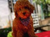 Red Erkek Toy Poodle