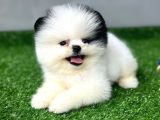 POMERANİAN YAVRULARIMIZ İÇİN İLETİŞİME GEÇEBİLİRSİNİZ