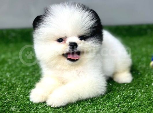 Pomerani̇an Yavrularimiz İçi̇n İleti̇şi̇me Geçebi̇li̇rsi̇ni̇z