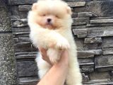 Süper Kali̇te Pomerani̇an Boo Yavrumuz