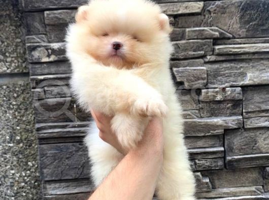 Süper Kali̇te Pomerani̇an Boo Yavrumuz görsel