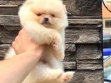 Süper Kali̇te Pomerani̇an Boo Yavrumuz