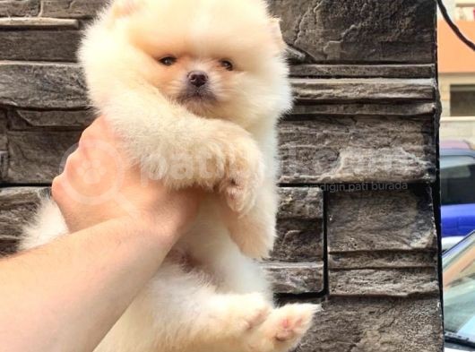 Süper Kali̇te Pomerani̇an Boo Yavrumuz görsel