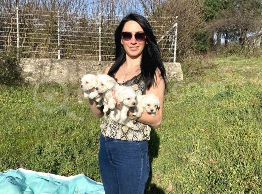 Maltese Yavrularım Sağlık Ve Irk Garantilidir