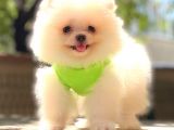 Bi̇blo Erkek Pomerani̇an Boo