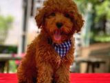 Red Erkek Toy Poodle