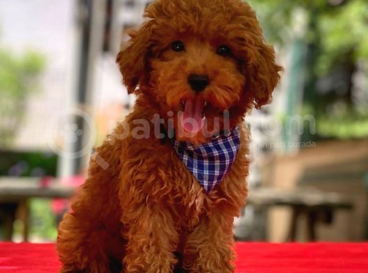Red Erkek Toy Poodle görsel