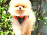 Krem Erkek Pomerani̇an Boo