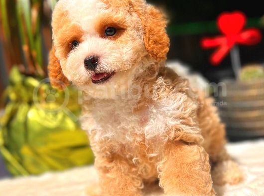 Toy Poodle Erkek