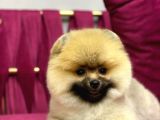 Pomerani̇an Yavrularimiz İçi̇n İleti̇şi̇me Geçebi̇li̇rsi̇ni̇z