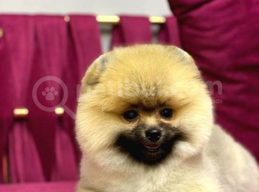 Pomerani̇an Yavrularimiz İçi̇n İleti̇şi̇me Geçebi̇li̇rsi̇ni̇z görsel