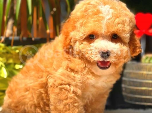 Toy Poodle Erkek görsel