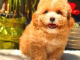 TOY POODLE ERKEK