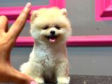 POMERANİN YAVRULARIMIZ İÇİN İLETŞİME GEÇEBİLİRSİNİZ