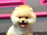 Pomerani̇an Yavrularimiz İçi̇n İleti̇şi̇me Geçebi̇li̇rsi̇ni̇z
