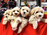 0 NUMARA MALTİPOO BEBEKLERİMİZ