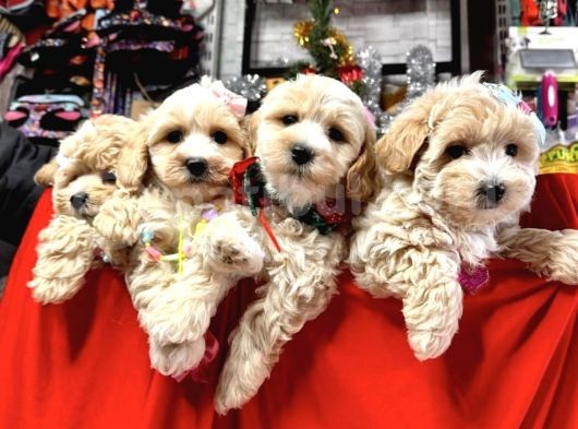 0 Numara Malti̇poo Bebekleri̇mi̇z