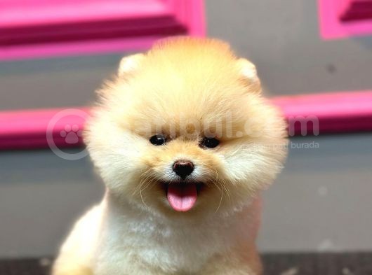 Pomerani̇an Yavrularimiz İçi̇n İleti̇şi̇me Geçebi̇li̇rsi̇ni̇z görsel