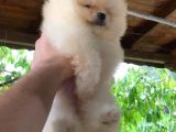 Süper Kali̇te Pomerani̇an Boo Yavrumuz