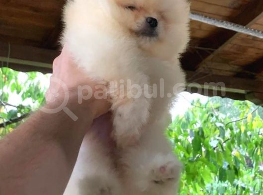 Süper Kali̇te Pomerani̇an Boo Yavrumuz görsel