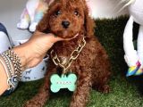 Sevimli Poodle Yavrularımıza Sahip Olmak İster Misin