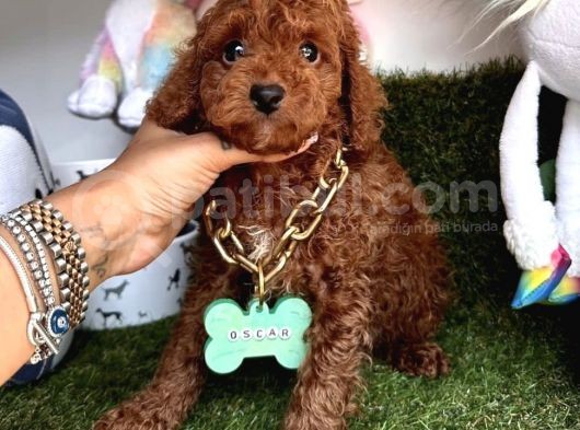 Sevimli Poodle Yavrularımıza Sahip Olmak İster Misin görsel