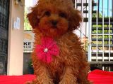 Red Di̇şi̇ Mi̇ni̇ Boy Toy Poodle