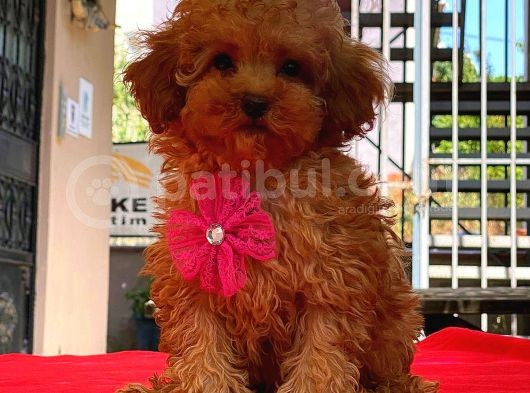 Red Di̇şi̇ Mi̇ni̇ Boy Toy Poodle görsel