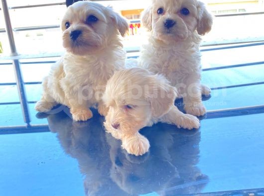 Kar Beyazı Maltese Terrier Bebekler görsel