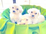 0 NUMARA Maltese terrier bebeklerimiz